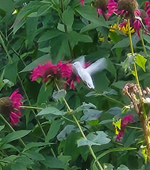 bee balm hm.jpg